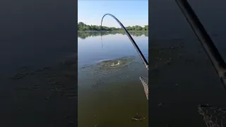 Поклевка ОГРОМНОГО КАРПА ! Рыбалка на БОКОВОЙ КИВОК .