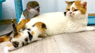 "This is my mom!" - adopted monkey Susie saw that mom cat feeds kittens, will they accept her?