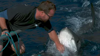 Is It Safe To Go Back In The Water? Catch A Sneak Peek Of “Great White Serial Killer Lives"