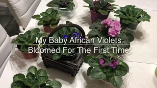 My Baby African Violets Bloomed For The First Time