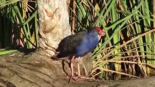 Purple Swamphen bird call