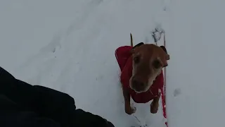 Cash the Vizsla Playing in the Snow