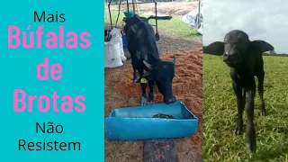 Búfalas de Brotas Mais 2 Não Resistem Veterinário Explica