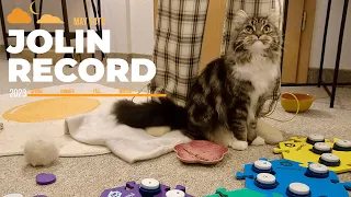 A Cat Much Smarter Than You Thought