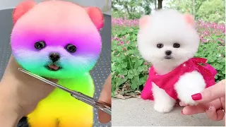 2024 Chó Phốc Sóc Mini 😍 Funny and Cute Pomeranian 😺🐶 | cute animals458