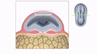 General Embryology - Detailed Animation On Neurulation