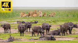 4K African Wildlife: Discover Animals Laikipia and the Northern Frontier | Kenya with Real Sounds