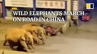 Wild elephants march on road in China