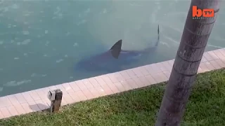 Shark in my backyard!