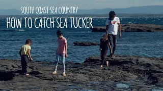 How to catch sea tucker - Aboriginal fishing techniques