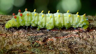 Giant Cecropia Caterpillar!
