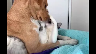 Dog Smothers Cat With Kisses - 1360804