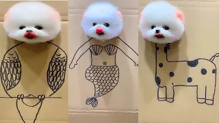 Tik Tok Chó Phốc Sóc Mini 😍 Funny and Cute Pomeranian #427