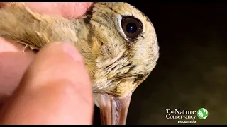 American Woodcocks | Three Fun Facts