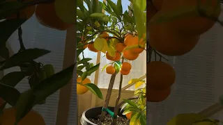 Mandarin orange | Home Grown
