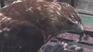 Hawk catches pigeon on New York City fire escape
