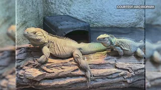 ABQ BioPark's Grand Cayman Blue Iguana is carrying eggs