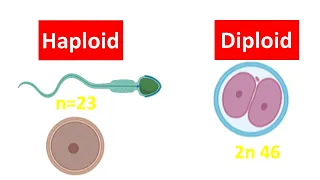 Haploid vs Diploid Cell for beginners | Difference between Haploid and Diploid Cell |