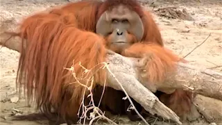 Incredible Orangutan Moments (Part 2) | Top 5s | BBC Earth