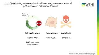 PhD Completion Elizabeth Lieschke: Elucidating the mechanisms of TP53-mediated tumour suppression