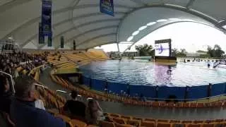 Loro Parque Whale Show Feb 2015