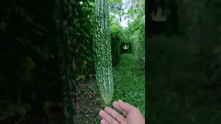 GALAXY MAX F1, GRABE ANG DAMI NG BUNGA #AMPALAYA #BITTERGOURDFARMING