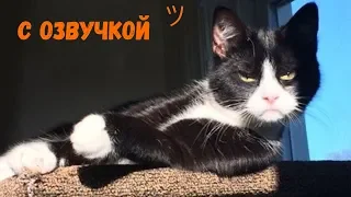 СМЕШНЫЕ КОТЫ С ОЗВУЧКОЙ – Лютые приколы с котами и кошками  (Смешные кошки МатроскинТВ) 2019