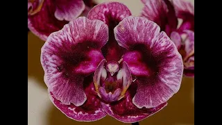 Свежий завоз орхидей в Ленте, краткий обзор цветов