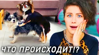 Моя собака Юми оказалась мальчиком?! Что с ней не так? Почему собаки делают это? Моя история