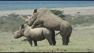 Rhinos mating at Maasai Mara game park