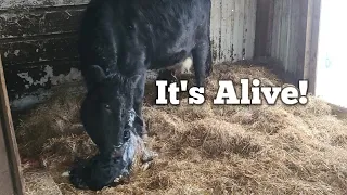 Dexter Calf Birth Caught on Video!