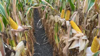 Dan Yegge (9/27/23): AP 970 Corn NO COMMERCIAL NITROGEN - NutriFoliar Plus