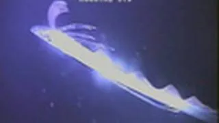 Giant 'Sea Serpent' Caught on Camera