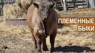 Быки-производители галловейской породы. ЭкоФерма Горчичная поляна