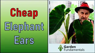 Grow Cheap Elephant Ears  💲👂💲Eddoes From the Grocery Store