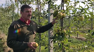 Производный многих сортов яблок, легенда - Голден Делишес.