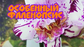 Фаленопсис Мутант. И снова любовь с первого взгляда.