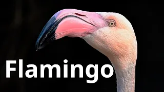 Pink Flamingos - 4K Video - Flamingo Bird Collection