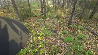 Русская гончая Стрелка (1,5 года). Охота на зайца беляка