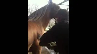 Freeze branding horses