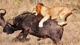 Lions hunting prey 2015 HD documentary | National Geographic Animals attack kills Wildlife