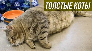 Толстые коты / Приколы с животными / Смешные домашние животные