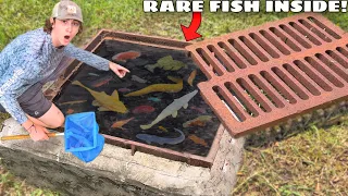 I Found a Sewer FILLED with RARE AQUARIUM FISH!