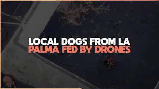 Local dogs from La Palma are being fed by drones