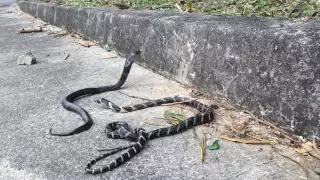 King Cobra meets Chinese Cobra