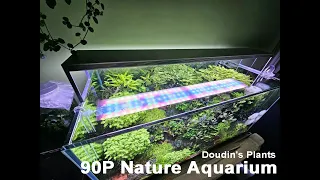 Doudin's Plants - 90P(182l Ada style) Planted Nature Aquarium