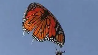 Live Monarch Foundation - "The Monarch" PPG First Flights