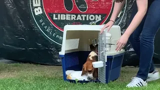 Seven beagle boys first steps of freedom!