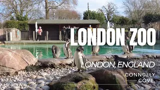 London Zoo | ZSL London Zoo | London | England | Things To Do In London | Travel Vlog