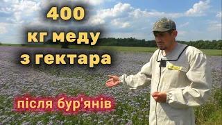 Фацелія після нашестя бур’янів. Таки врятували!